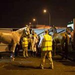 Horses arrive from Stansted Airport