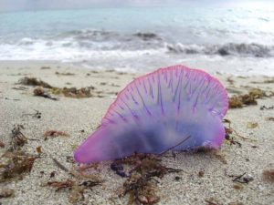 portuguese-man-o-war