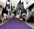 Medical alert dogs onboard Flybe at Belfast