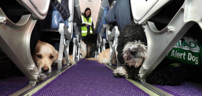 Medical alert dogs onboard Flybe at Belfast