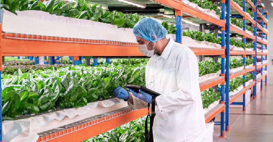 Emirates Bustanica vertical farm
