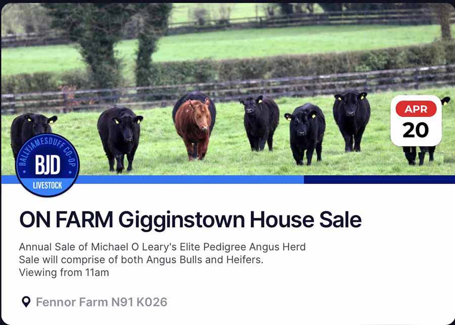 Gigginstown sale 2024