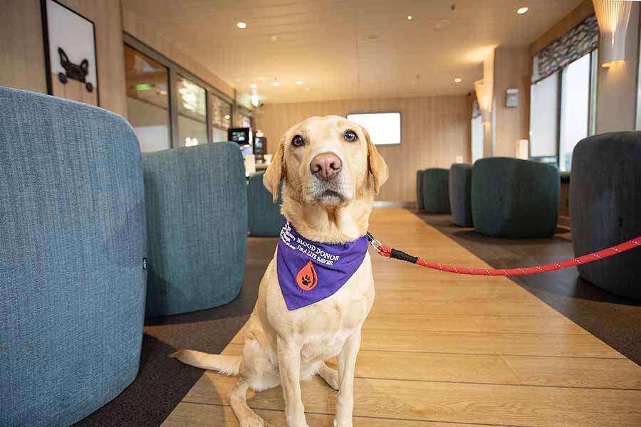Kea, Stena Line Ferry Pawmother